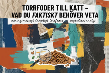 Professional header image for educational tutorial: Torrfoder till katt – vad du faktiskt behöver veta
